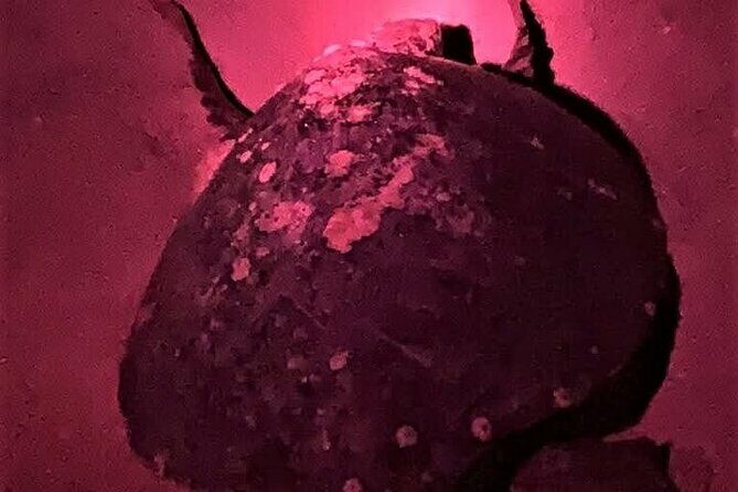 DE rismo and Night Monitoring of Sea Turtles - Analyzing the Price and Value
