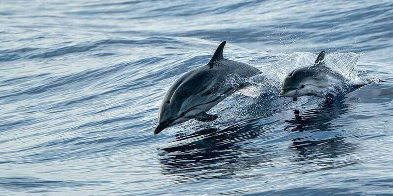 Destin: Dolphin Watching Cruise - Authenticity and Traveler Satisfaction