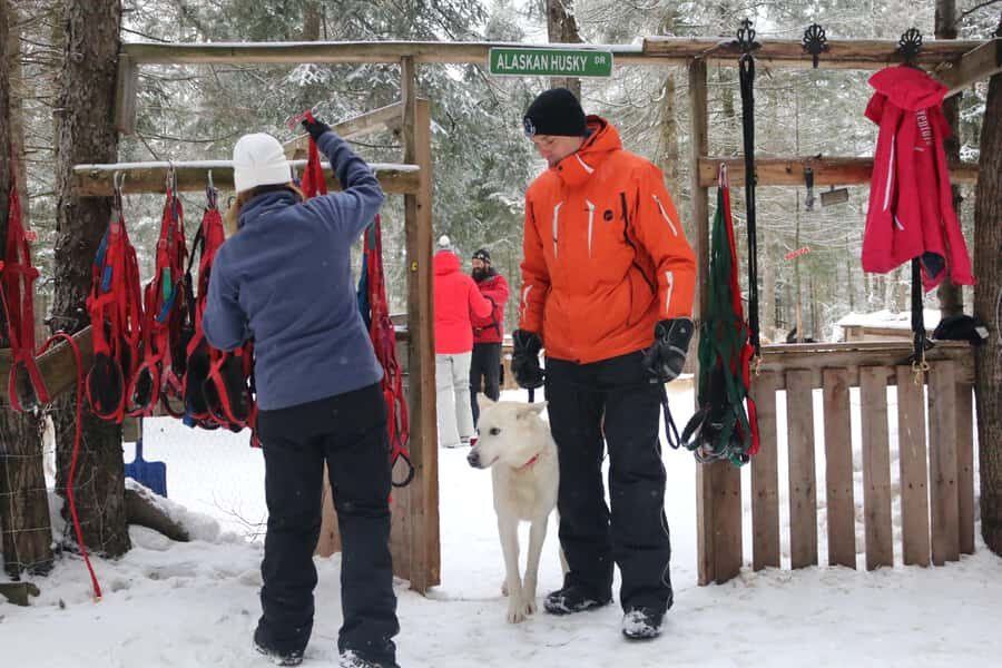 Dogsledding Valley Adventure near Mont-Tremblant - What to Expect During Your Dogsledding Adventure