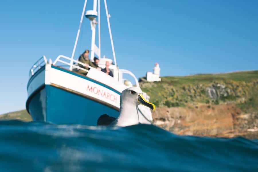 Dunedin: Monarch - One Hour Wildlife Cruise - Who Is This Tour Best For?