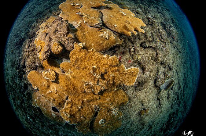Experience Scuba - Value for Money and Overall Quality