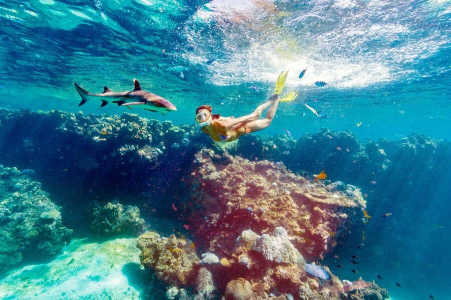 Fiji: Ultimate Encounters Snorkel with Sharks and Lunch - Who Is This Tour Best Suited For?