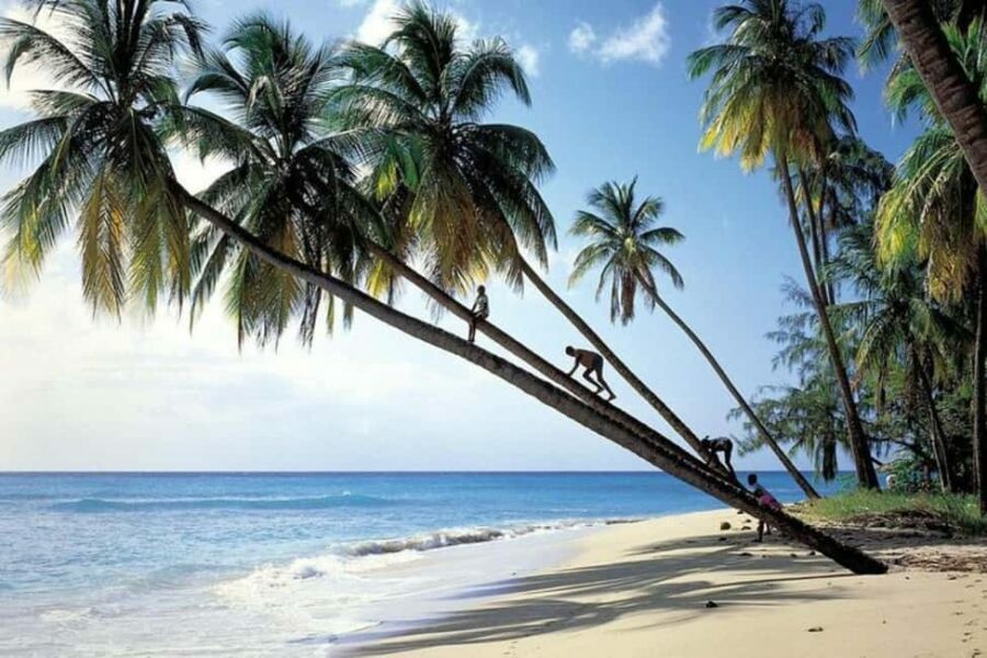 From Bridgetown: Barbados Coast To Coast Half-Day Tour - Bathsheba Beach – A Surfer’s Paradise