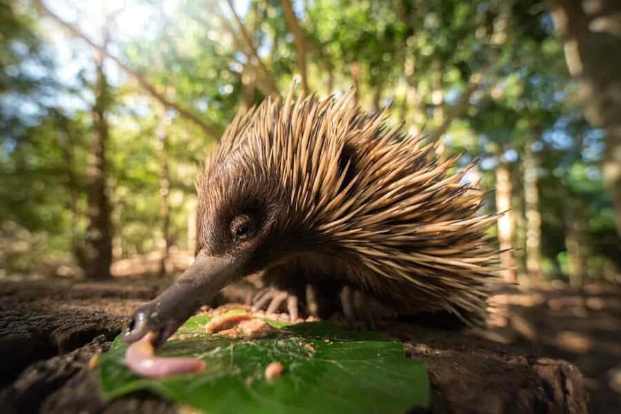 From Gold Coast : Australia Zoo Transfer and Entry Ticket - What to Expect from Your Journey to Australia Zoo