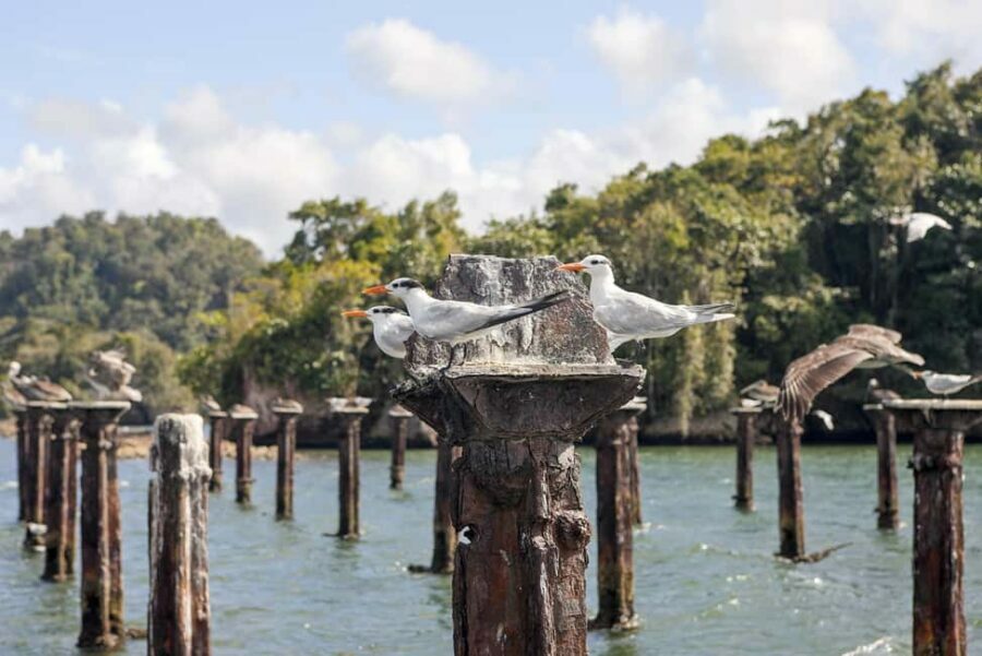 From Samana: Los Haitises Boat and Walking Tour with Lunch - What Travelers Are Saying