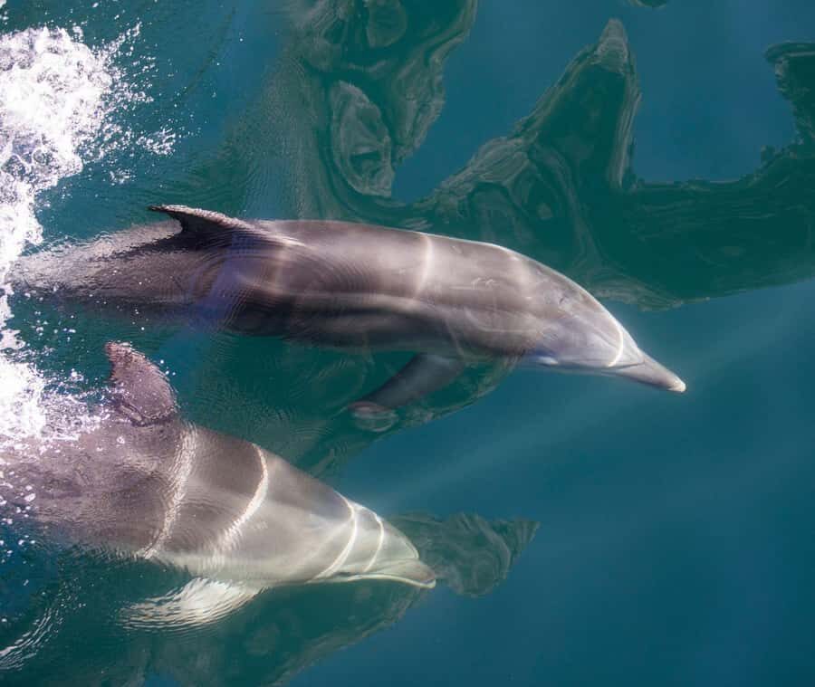 From Te Anau: Milford Sound Extended Cruise and Coach Tour - Who Will Love This Tour?