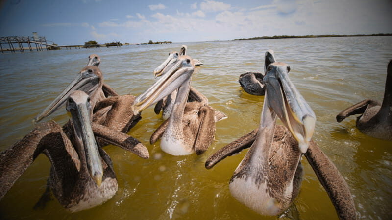 FROM VALLADOLID RIO LAGARTOS + LAS COLORADAS + CENOTE (COLECTIVO TOURISTIC) - Making the Most of the Tour