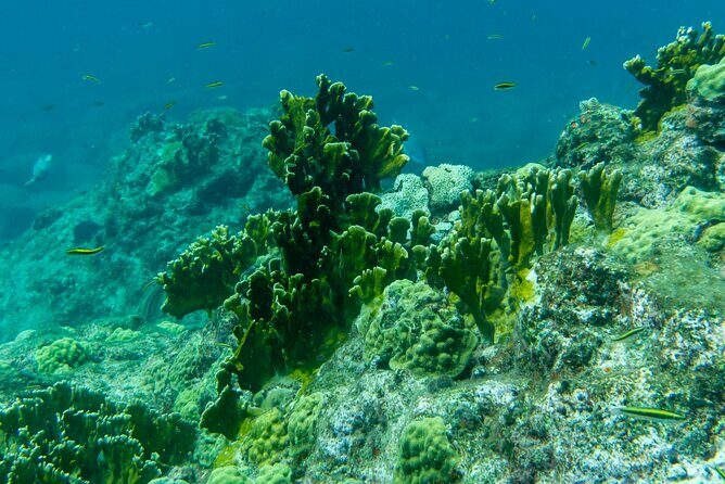 Full Day Private Boat Tour to the Lagoon of Guadeloupe - Who Will Benefit Most?