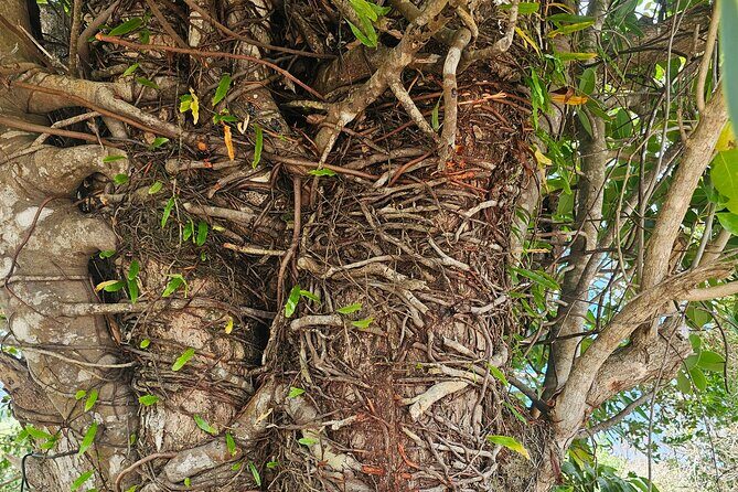 Gardens and Nature Chauffeur Adventures St. Lucia - Why This Tour Offers Good Value