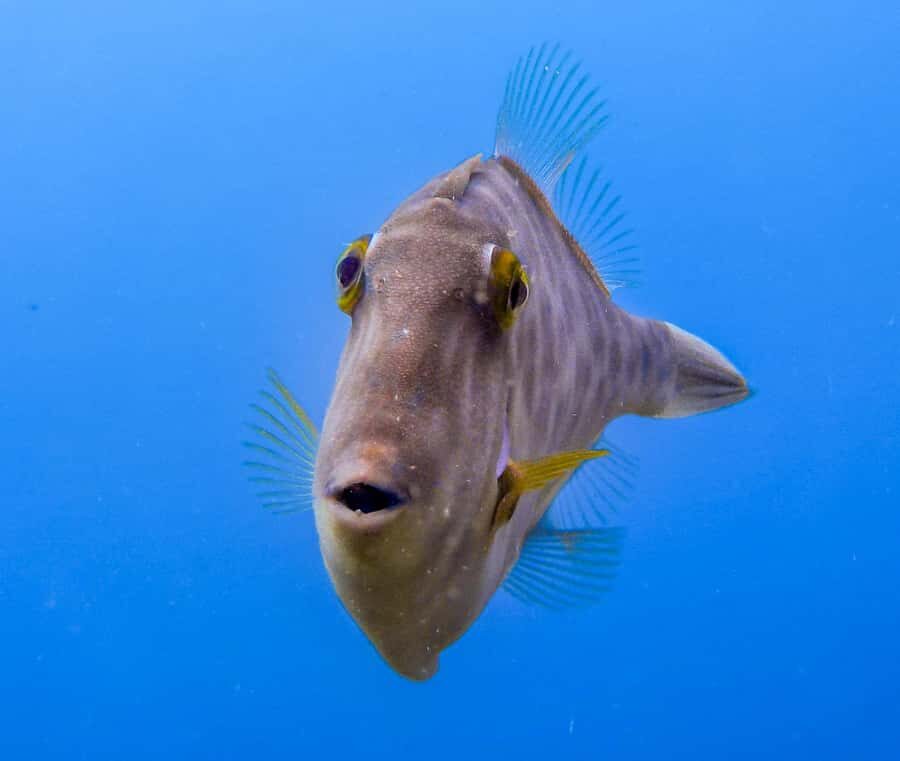 Goat Island Guided Snorkeling Tour for Beginners - Why the Marine Environment Matters
