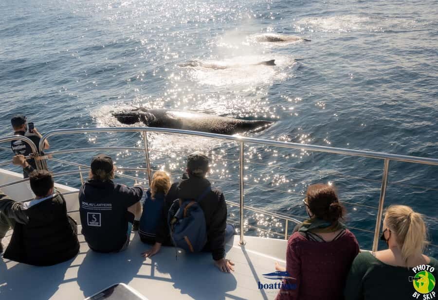 Gold Coast: Luxury Whale Watching Tour - Final Thoughts: Is It Worth It?