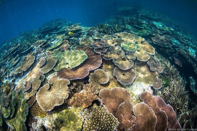 Great Barrier Reef and MOUA Cruise from Townsville or Magnetic Island - Analyzing the Value