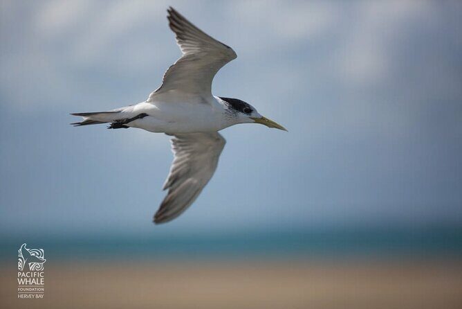 Great Sandy Straits Seven Island Ultimate Wildlife Cruise - What Travelers Can Expect