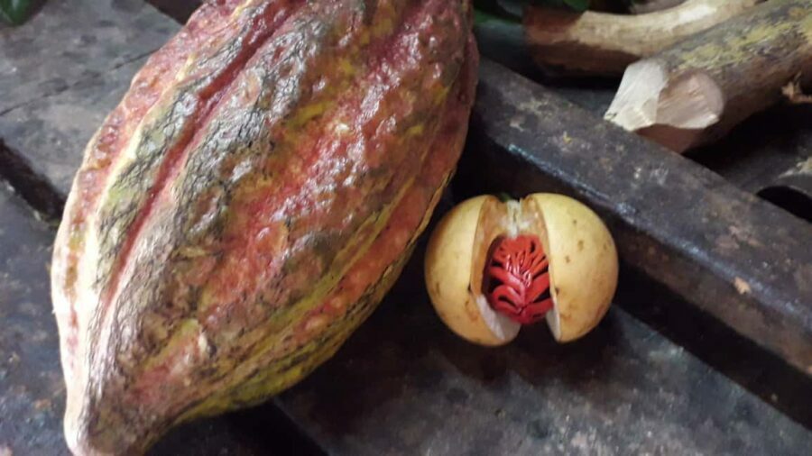 Grenada: Spice Island Expedition. - Exploring the Itinerary in Detail