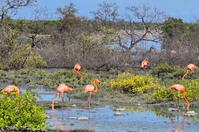 Guided Bonaire North and South Tour - The Itinerary Breakdown