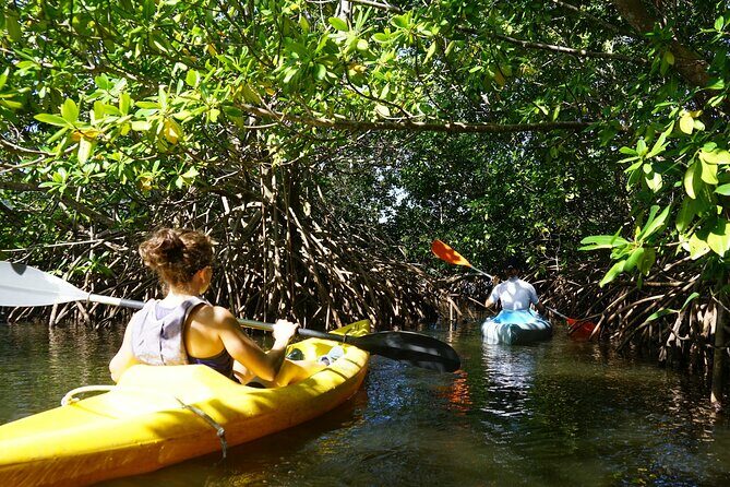 Guided Kayaking Tour of the Mitan Pond and its Mangrove - Who Will Enjoy This Tour?