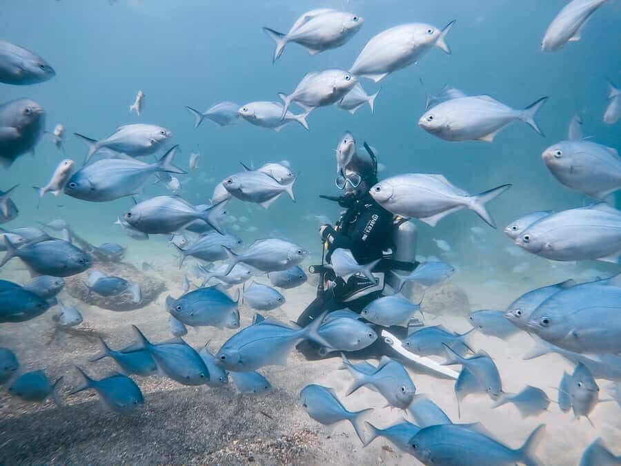 Guided Shore Dive Tour for Certified Divers - Highlights of the Dive Stops