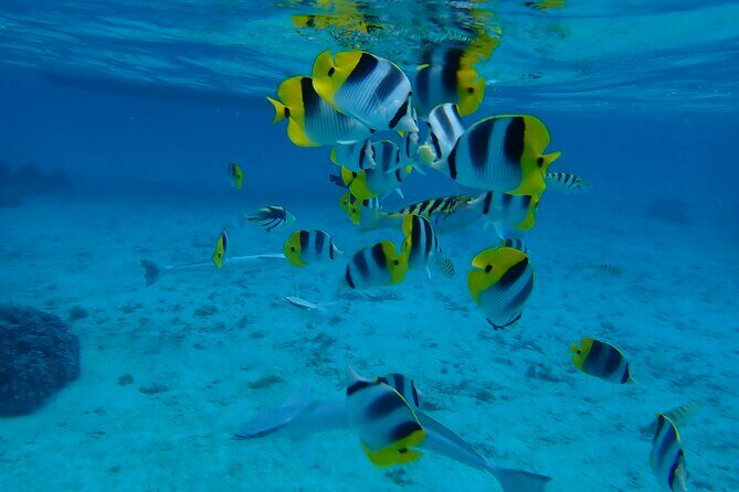 Guided Snorkeling and Relaxation on the Motu Ofetaro in Raiatea - What Could Be Better