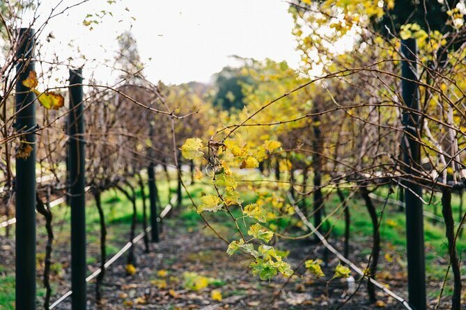 Guided Wine Journey and Discovery Tasting Tour in Adelaide - Who Should Book This Tour?