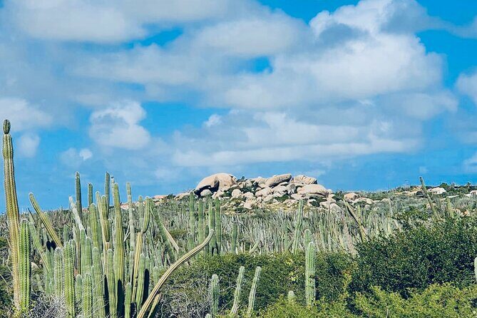 Half-Day Aruba UTV Adventure Tour - What to Expect from the Experience