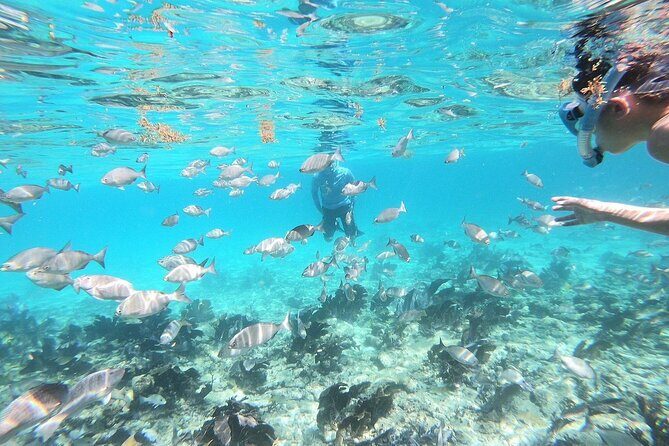 Half Day Private Tour to Islamorada Alligator Reef and Sandbar - Analyzing the Price and Value