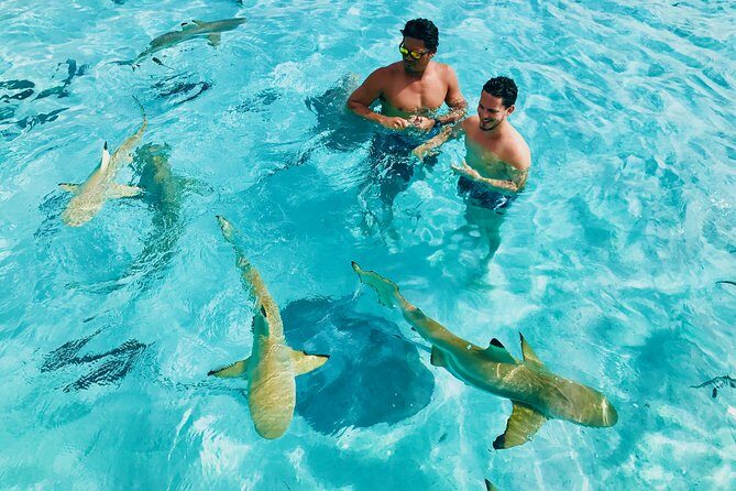 Half Day Snorkeling in Moorea - Group Size and Guides