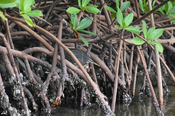 Heart of Rookery Bay Kayak Tour - Practical Considerations