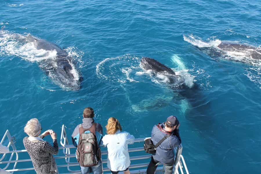 Hervey Bay: Half-Day Whale Watching Cruise - The Sum Up