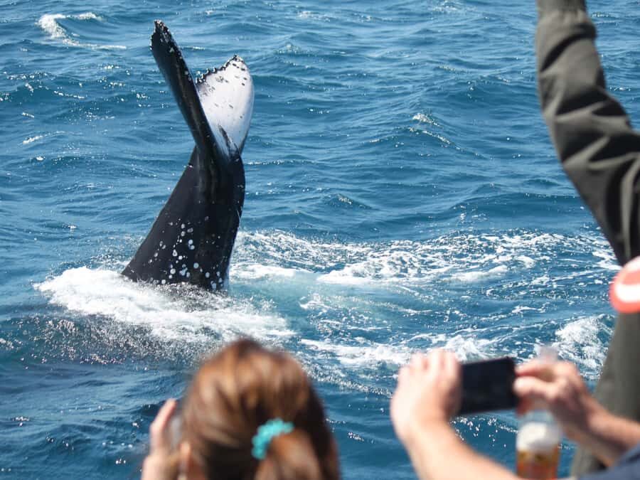 Hervey Bay: Half-Day Whale-Watching Cruise - Why This Tour Works