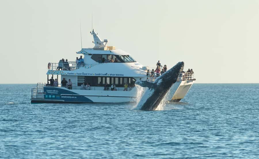 Hervey Bay: Pre-season Whale and Dolphin Watching Cruise - The Itinerary: What Makes This Tour Special