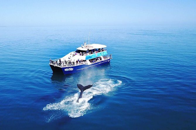 Hervey Bay Whale Watching Cruise - The Itinerary Breakdown: Why Each Part Matters