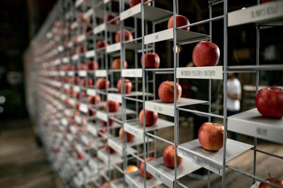 Hobart: Hastings Cave, Tahune Airwalk and Huon Tasting Trail - The Experience in Perspective