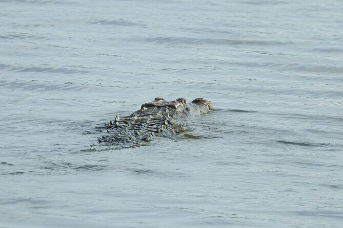 Isla Blanca wildlife expedition private bike & boat tour cancun mexico - Authentic Experiences & Valued Perspectives