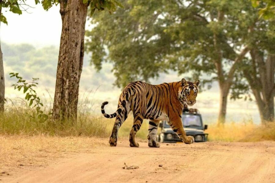 Jaipur: Ranthambore Tiger Safari Round Trip with Transfers - Wildlife Safari: What to Expect