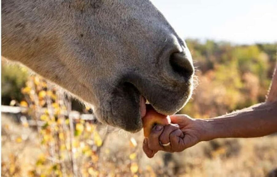Jamaica: Private Horseback Ride and Swim in the Sea - Who Will Enjoy This Tour?