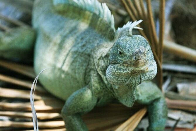 Jet Ski Adventure to Split Rock, Pirates Cove, Iguana Bay Cay - What’s Included: Goodies for Your Journey