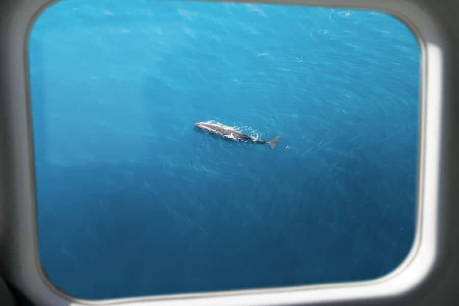 Kaikoura: Whale Watching Flight with Commentary - The Practicalities: Booking, Timing, and Considerations