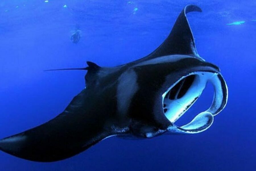 Kailua Kona: Night Manta Ray Adventure on the Big Island - The Sum Up