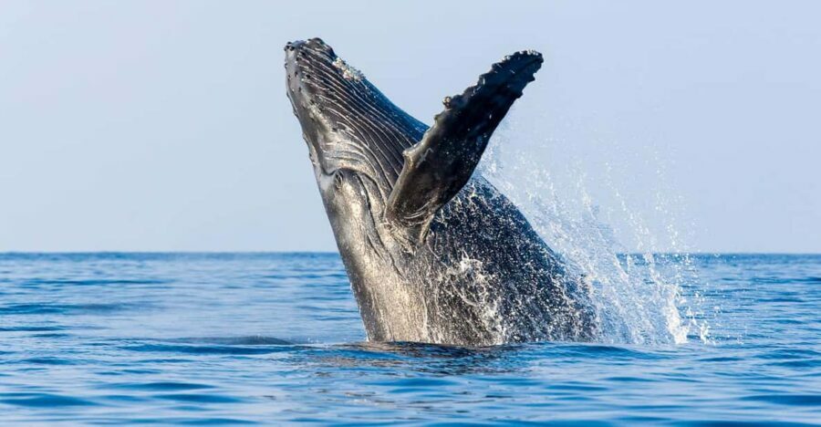 Kailua-Kona: Whale Watching Cruise on the Big Island - Who Will Love This Experience?