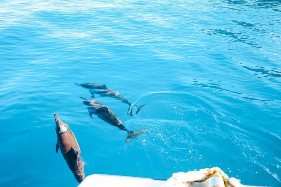 Kealakekua Bay Dolphin Watching, Snorkeling Boat Tour, BBQ - FAQ