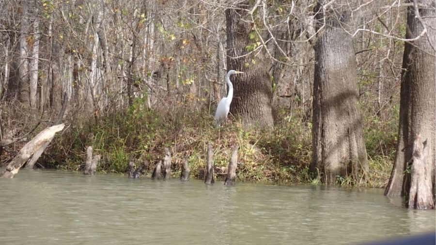 Lake Charlotte Flooded Cypress Forest | Eco Wonderland Tour - Learning and Photography Opportunities
