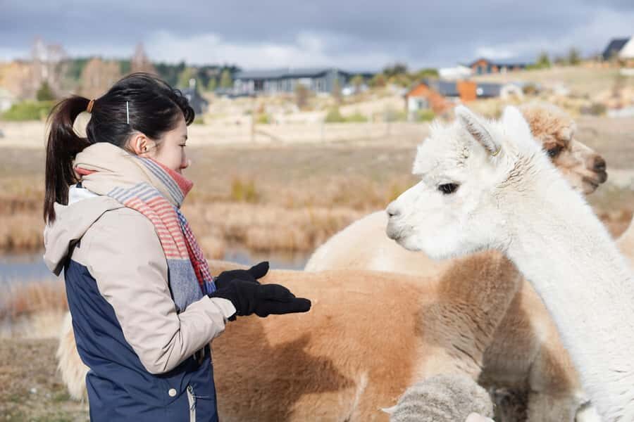Lake Tekapo: Guided Petting Zoo Visit - Overview of the Experience