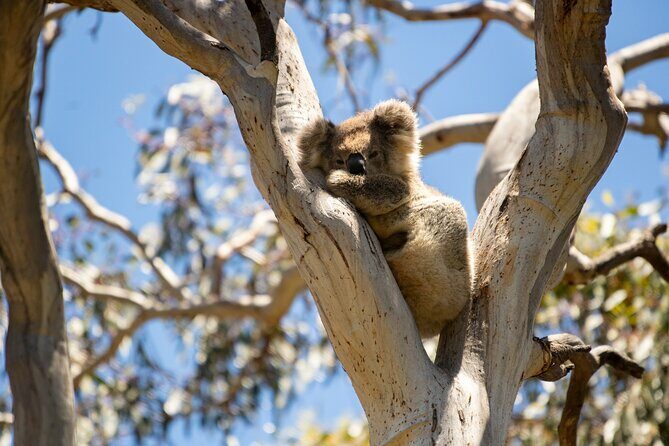 Little Koala Walking Tour - Why This Tour Offers Good Value