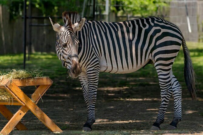 Long Island Farm & Wildplay Jones Beach Tour | Kids 50% Off - A Detailed Look at the Tour Experience