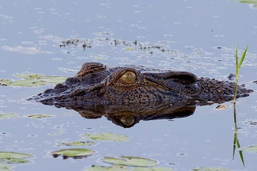 LookAbout Darwin Wetlands Wildlife Premium Tour Max 6 Guests - Transportation and Group Size: Why It Matters