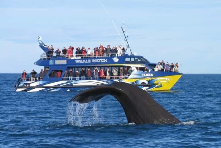 Lyttelton Port: Day Tour 3 options for Cruise Passengers - What to Expect on Your Day