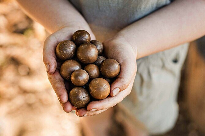 Macadamias Australia Orchard Tour in Bundaberg - Practical Details and Tips for Visitors