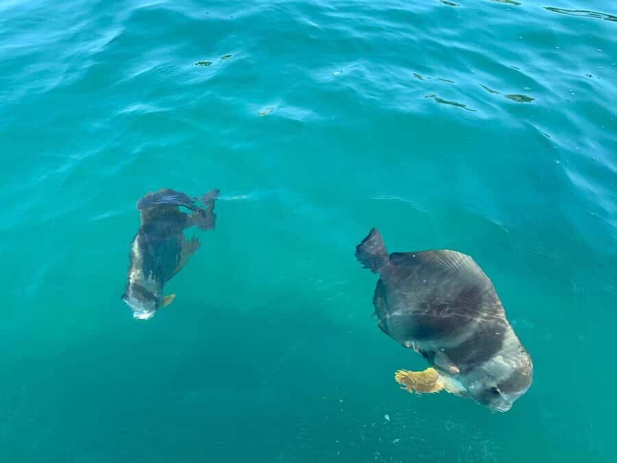Magnetic Island Snorkel Jet Ski Tour - The Itinerary and Experience Breakdown