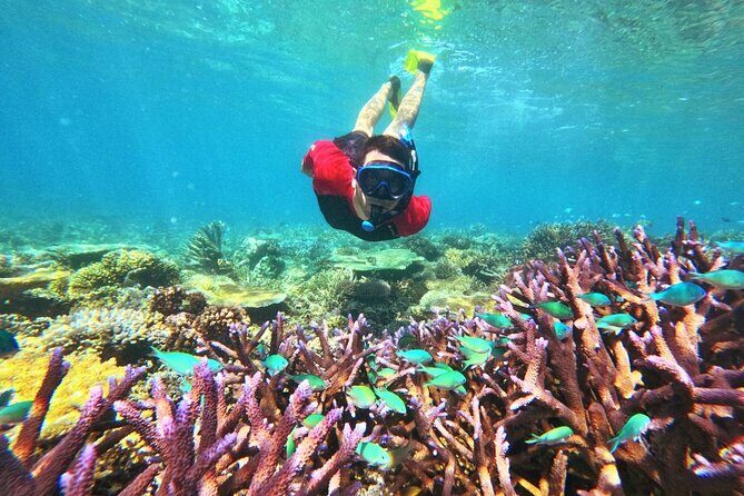Mantaray Island Day Trip with Lunch - Who Will Enjoy This Trip?