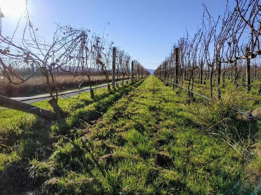 Marlborough: Blenheim Wine Tour; Afternoon of Wine only - Transportation, Group Size, and Practicalities